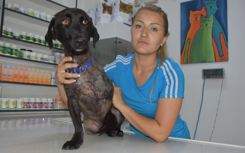'Veterinerin yanlış tedavisi, köpeğin bacağına mal oldu' iddiası