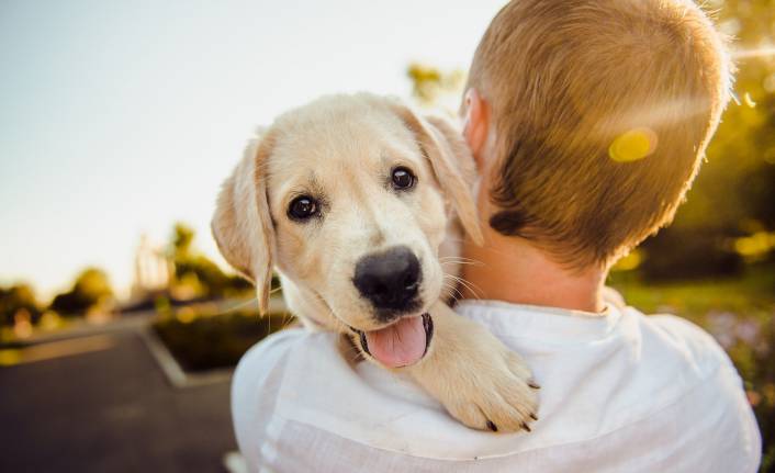 Köpekler sevgi dilini anlıyor
