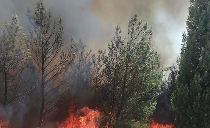 Akhisar’daki orman yangını kontrol altına alındı