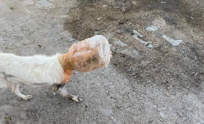 Başı plastik bidona sıkışan köpeği belediye ekipleri kurtardı