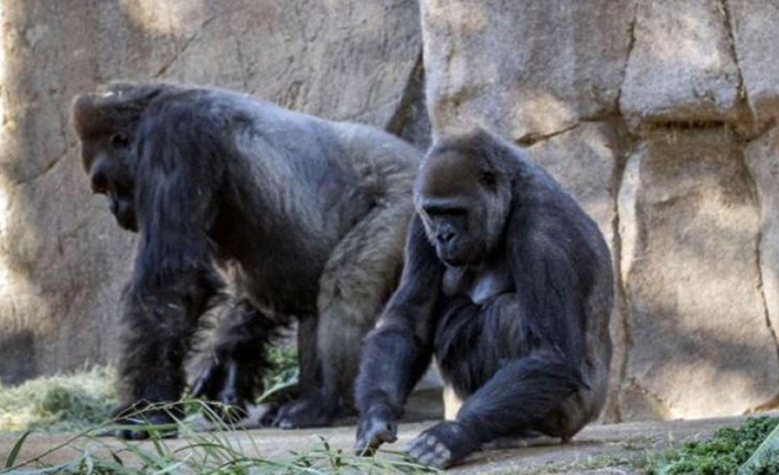 13 goril koronavirüse yakalandı