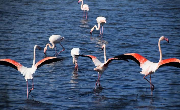 Aliağa'da flamingoların görüntüsü hayran bırakıyor