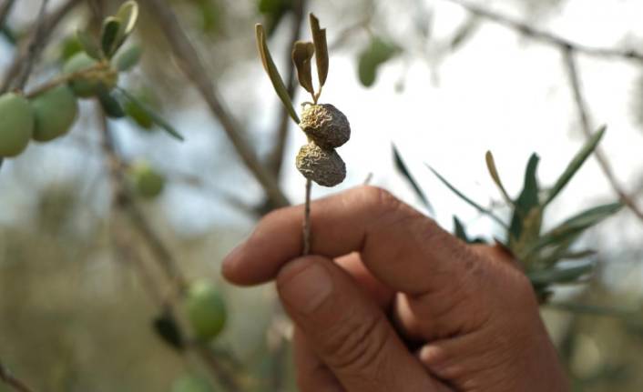 Manisa’da hasadı başlayan zeytinde endişe veren görüntü