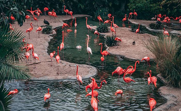 Pembe flamingolar iklim değişikliği tehdidi altında