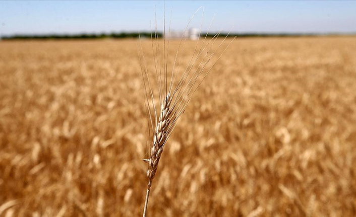 Buğday fiyatı rekor kırdı