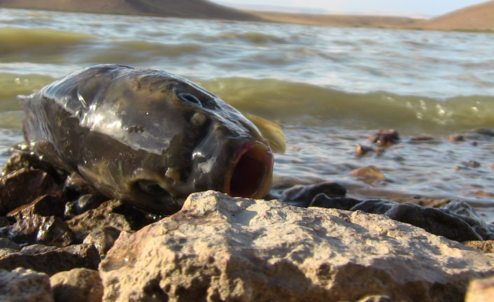 Van'da toplu balık  ölümleri artıyor