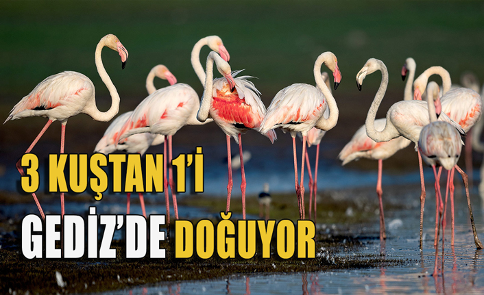 Türkiye'de 3 kuştan 1’i Gediz’de doğuyor