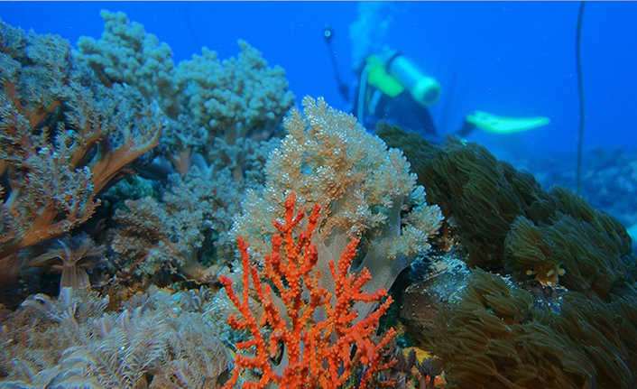 Büyük mercan resifi keşfedildi