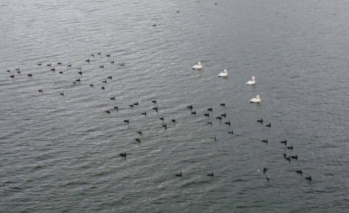 Gölcük Gölü, pelikanları ağırlıyor