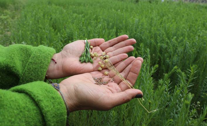 Kuraklığa dayanıklı ketenin üretimi yeni yerli tohumlarla artacak