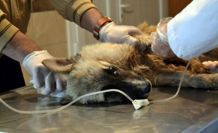 Manisa'da köpeklerin zehirli etle öldürüldüğü iddiası soruşturuluyor
