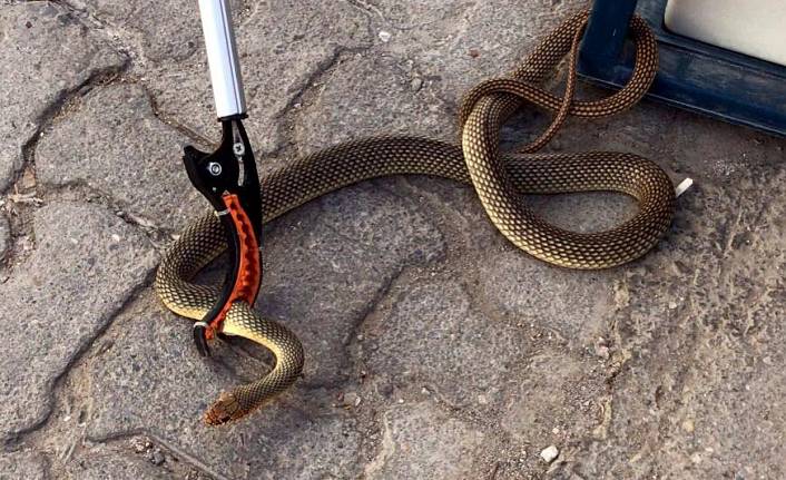 Ayakkabılığa giren 1,5 metrelik yılanı itfaiye yakaladı