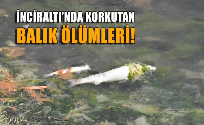 İzmir'de korkutan balık ölümleri