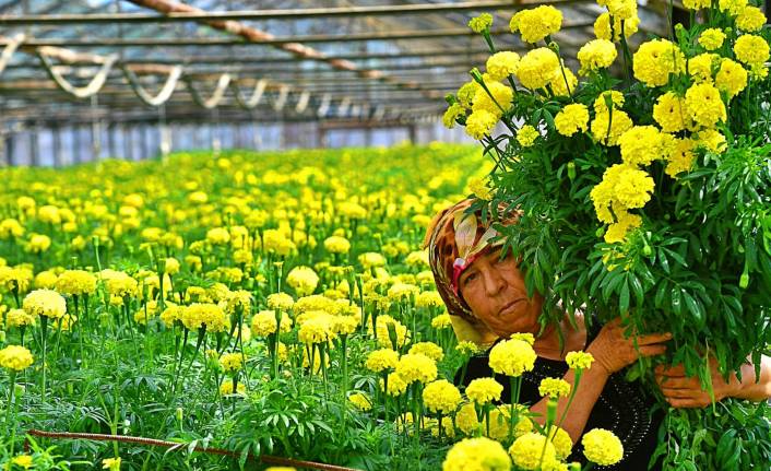Bademler’in çiçek üreticisi Hollanda Borsası’nda