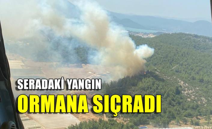İzmir'de serada çıkan yangın, ormana sıçradı