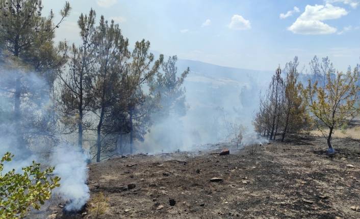 Manisa'da 2 hektar kızılçam yandı