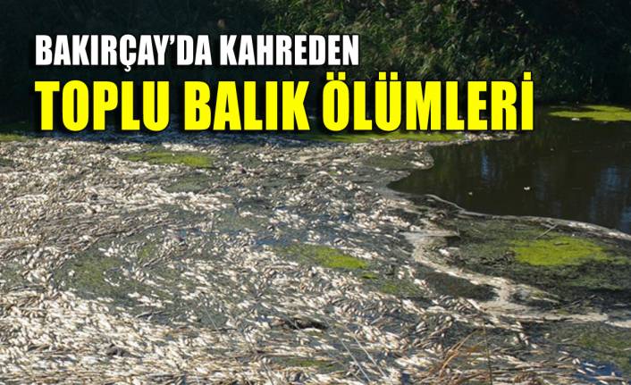 Bakırçay'da kahreden balık ölümleri!