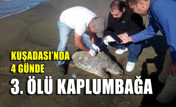 Kuşadası'nda 4 günde 3 deniz kaplumbağası ölü bulundu